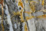 Polished Linella Avis Stromatolite - Million Years #180027-1